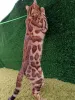 Дополнительные фото: Бенгальский кот Aykamam Solomon