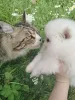 Дополнительные фото: Померанский шпиц, породные щенки сегодня для Вас!