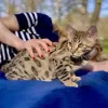 Фото №3. Бенгалинпеннат валмиина уусийн котейхин. Финляндия