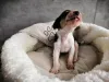 Дополнительные фото: Щеночки русской Гончей.