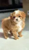 Дополнительные фото: Мини мальтийская болонка-пудель девочка
