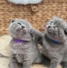Фото №1. шотландская вислоухая (скоттиш фолд) - купить в Рейкьявик за договорная. Объявление №178493