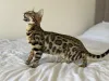 Дополнительные фото: Шикарный Бенгальский кот