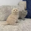 Фото №1. британская короткошёрстная - купить в Кеттеринг за договорная. Объявление №173837