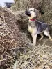 Фото №4. Продажа беспородную в Липецке  - цена Бесплатно