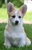 Дополнительные фото: Валлийский Corgi/Welsh Corgi Pembroke