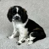 Фото №3. Hip & Elbow Trated Saint Puppies.  Мальта