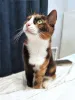 Дополнительные фото: Ищет дом Мася, кошка, которая умеет делать обычные дни теплее
