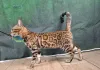 Дополнительные фото: Бенгальская самка