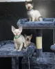 Фото №3. Великолепные котят Devon Rex на продажу. США