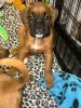 Фото №3. Preciosos cachoros Boxer en Venta.  Испания