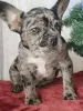 Дополнительные фото: Французский бульдог