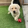 Фото №3. Gezonde Labrador Retriever 1 Jongen 1 Meisje Beschikbaar.  Бельгия