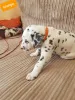 Дополнительные фото: Щенки далматина