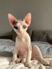 Фото №3. Здоровый, вакцинированный Devon Rex Kitten готовы присоединиться к вашей семье. Германия
