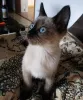 Фото №3. Сиамилайсет кисанпеннат валмиина уусийн котейхин. Финляндия