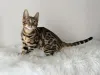 Дополнительные фото: Шикарные Бенгальские котята