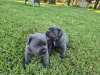 Дополнительные фото: Nuttede Cane Corso очень красив и безопасен для всех