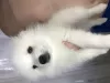 Дополнительные фото: Japanese spitz(щенки японского шпица)