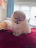 Фото №3. Продаются щенки померанского шпица.  Великобритания