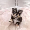 Дополнительные фото: В наличии щенки чихуахуа. На продажу обращайтесь в WhatsApp Business