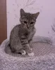 Дополнительные фото: Умная, ласковая, полосатая кошечка ищет дом.