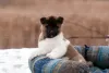 Дополнительные фото: Puppy American Akita