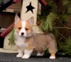 Фото №3. Уэльские щенки Corgi Pembrokeshire для продажи.  Швеция