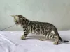 Дополнительные фото: Шикарные Бенгальские котята