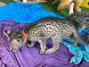 Фото №3. Саванна F5 Котята. Германия