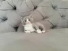 Дополнительные фото: Красивые британские короткошерстные котята, выращенные с любовью и заботой.