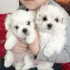 Фото №2 к объявлению №137973 о продаже мальтийскую болонку - купить в Бельгии 
