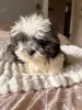 Дополнительные фото: Lernen Sie unsere liebenswerten Shih-Tzu-Welpen kennen, die ein Zuhause suchen!