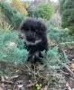 Фото №3. Кукольный малыш померанского шпица..  Германия