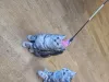 Фото №3. Британские короткошерстные котята. Бельгия
