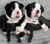 Фото №2 к объявлению №153761 о продаже бостон-терьера - купить в Германии 