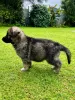 Дополнительные фото: Schäferhund-Welpen zu verkaufen