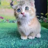 Фото №3. Munchkin Kittens для продажи. США