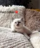 Дополнительные фото: Purebred Ragdoll Kittens доступны для усыновления.