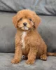 Фото №1. пудель (той) - купить в Лондонский район Камден за 32468₽. Объявление №155340