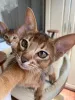 Дополнительные фото: Абиссинский котёнок девочка - Ракета, цвет Rudy из питомника с документами