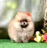 Дополнительные фото: Pomeranian lulu Extra Mini