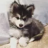 Дополнительные фото: Голубые глаза Pomsky Puppies