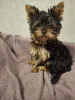 Дополнительные фото: Чистокровные щенки Йоркширского Терьера.