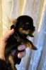 Фото №3. Усыновление Chiot Yorkshire Terrier Mâle et Femelle.  Бельгия
