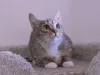 Дополнительные фото: Умная, ласковая, полосатая кошечка ищет дом.