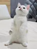 Дополнительные фото: Süße weiße Munchkin-Kätzchen
