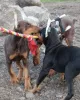 Дополнительные фото: Urocze szczenięta dobermana do adopcji