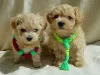 Дополнительные фото: МальтіпуF1MaltipooF1цуценята1,5місpuppies 1.5 months  Ukraine, Kyiv.  Worldwide