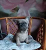 Дополнительные фото: Французский бульдог